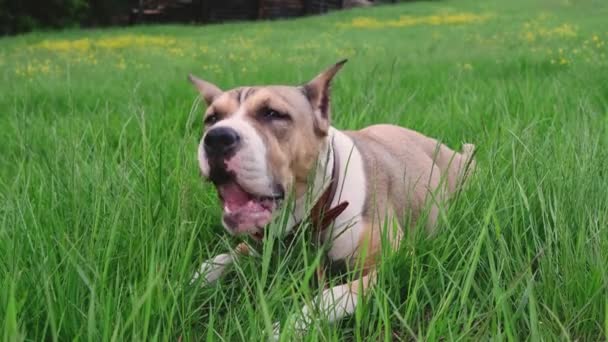 American Staffordshire Terrier Vandrar Sommaren Glänta Nära Skogen Hundgående Koncept — Stockvideo