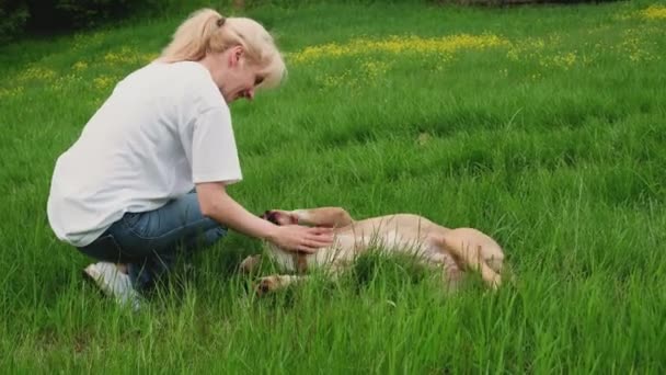 American Staffordshire Terrier Och Kvinna Går Och Leker Aktivt Sommaren — Stockvideo