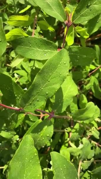 Bush Leaves Close Water Drops Background Natural Image Vertical Video — Stockvideo