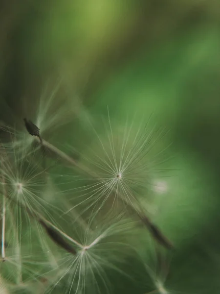 Dandelion Seed Came Flower Copyspace Concept Freedom Loneliness Detailed Macro — Stok fotoğraf