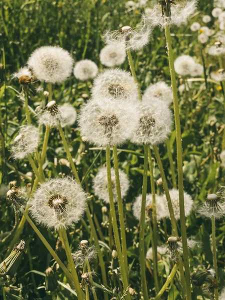 Dandelion Field Close Vertical Photography Floral Natural Bright Background Image — Stockfoto