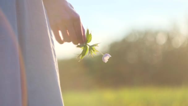 Woman Hands Small White Wildflower Close Bright Sunset Sun Field — Wideo stockowe