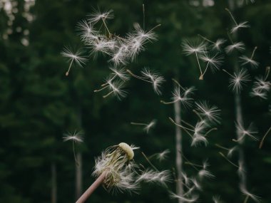 Dandelion seed came off the flower. Copyspace. The concept of freedom. Detailed photo.
