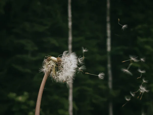 Dandelion Seed Came Flower Copyspace Concept Freedom Detailed Photo — Stock Photo, Image