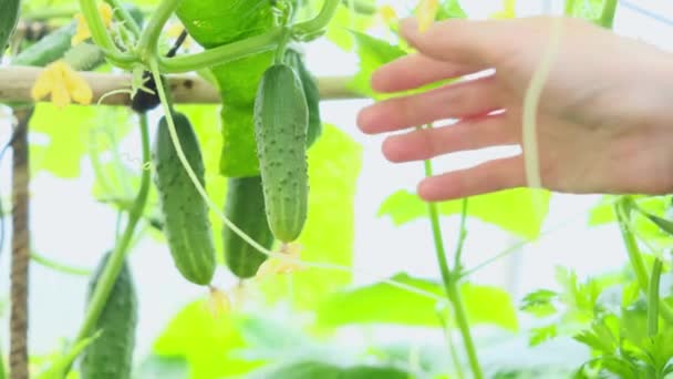 Рука Вибирає Свіжий Огірок Гілки Теплиці Концепція Вирощування Овочів Органічні — стокове відео