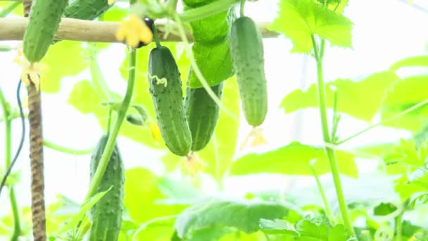 Hand Picks Fresh Cucumber Branch Greenhouse Concept Vegetable Growing Organic — Stock Video