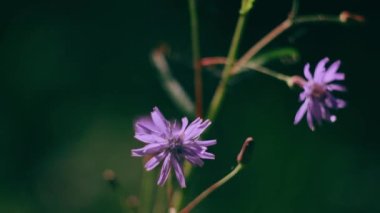 Ormanda çimenler, yakın plan. Parlak güneş ışığı. Bahar, doğa, çevre kavramı. Uyumlu renkler.