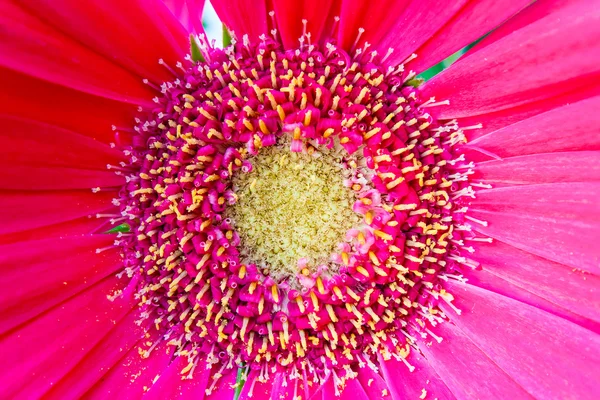 Szczegóły różowy kwiat stamens i słupek — Zdjęcie stockowe