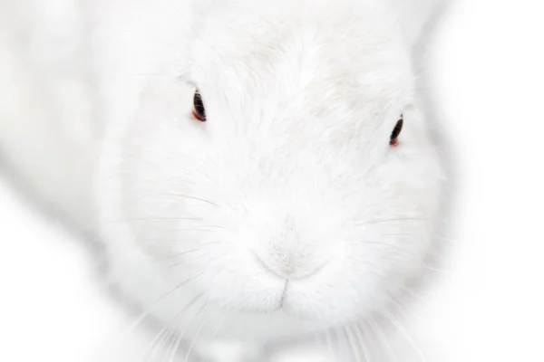 Un joli lapin blanc isolé et moelleux — Photo