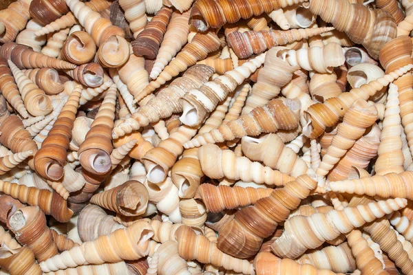 Verschillende schelpen op het strand — Stockfoto