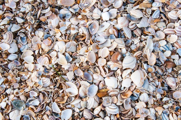 Verschillende schelpen op het strand — Stockfoto