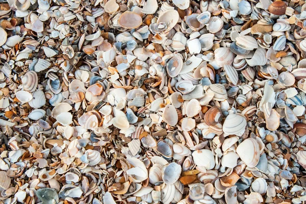 Varias conchas marinas en la playa — Foto de Stock