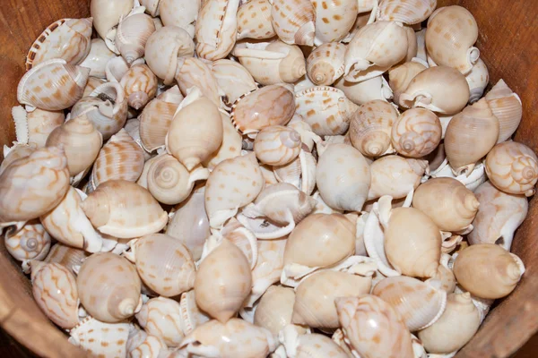 Verschillende schelpen op het strand — Stockfoto