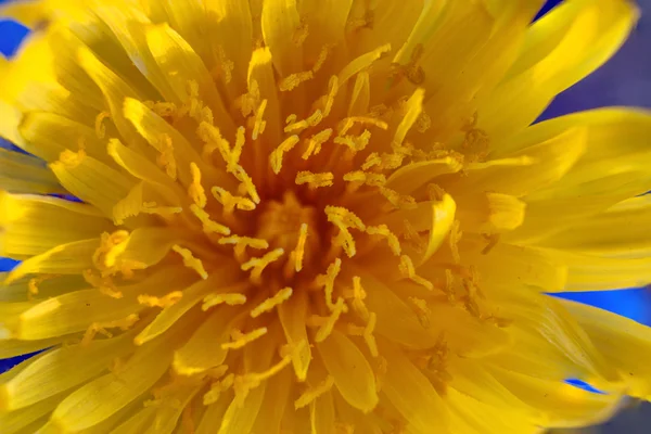 Marco diente de león amarillo con fondo bonito — Foto de Stock