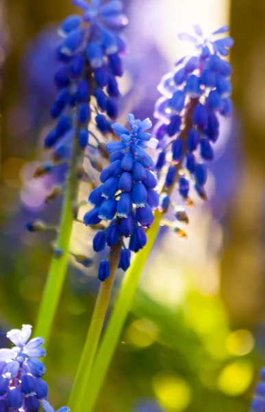 Blue grape hyacinths blooming — Stock Photo, Image