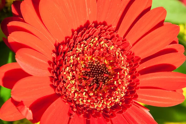 Marco detalhe de uma flor vermelha — Fotografia de Stock