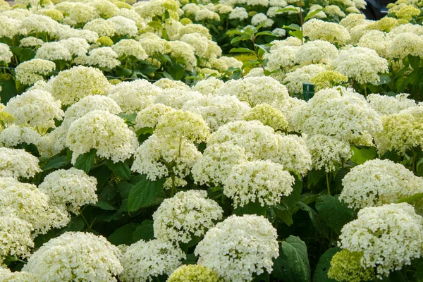 Hydrangea arborescens Annabelle  white balls summer flowers — Stock Photo, Image