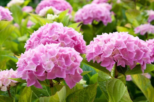 Grandes flores de hortênsia rosa que florescem ao sol — Fotografia de Stock