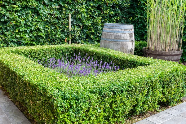 Hermoso jardín con plantas de boj de hoja perenne —  Fotos de Stock