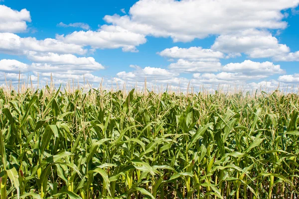 Ландшафт кукурузного поля с голубым небом — стоковое фото