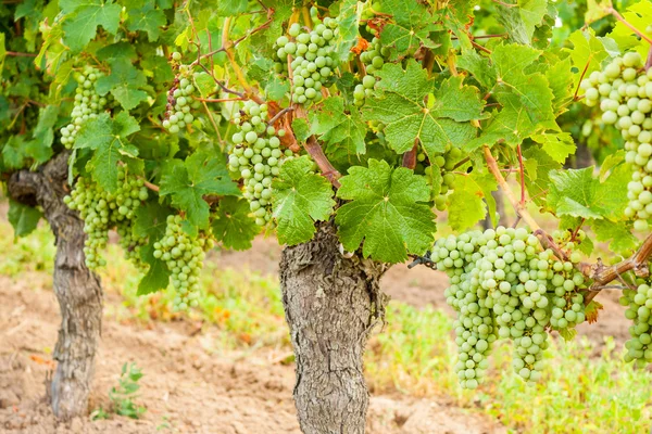 White grapes hanging on a vine old — Stock Photo, Image