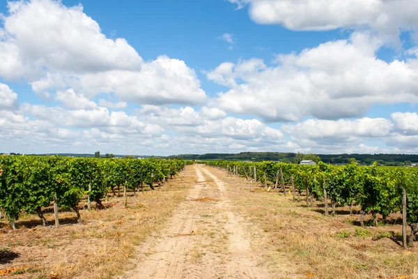 Paisagem das vinhas no Vale do Loire França — Fotografia de Stock