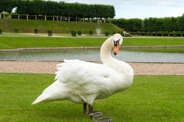 Beautiful white swan on a lawn — Stock Photo, Image