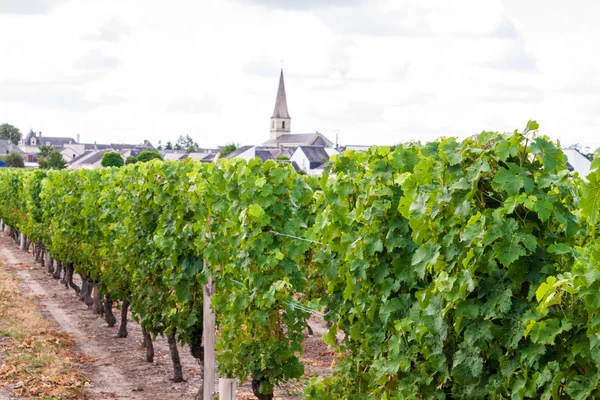 Vinha com uvas no Vale do Loire França — Fotografia de Stock
