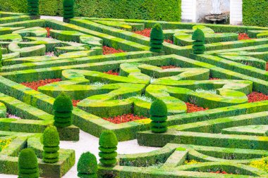Beautiful green boxwood garden pruned into shapes clipart