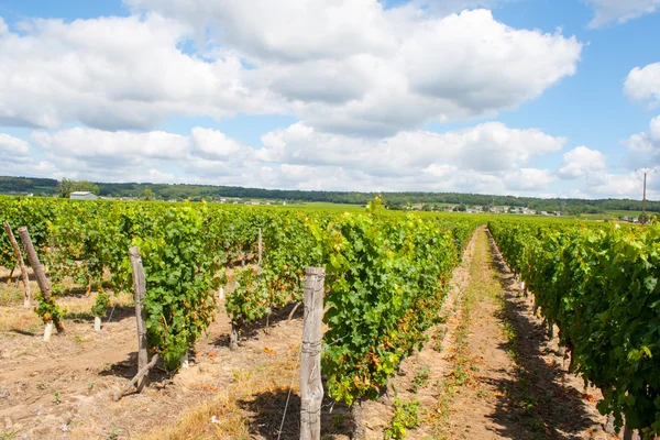 Vinha com uvas no Vale do Loire França — Fotografia de Stock