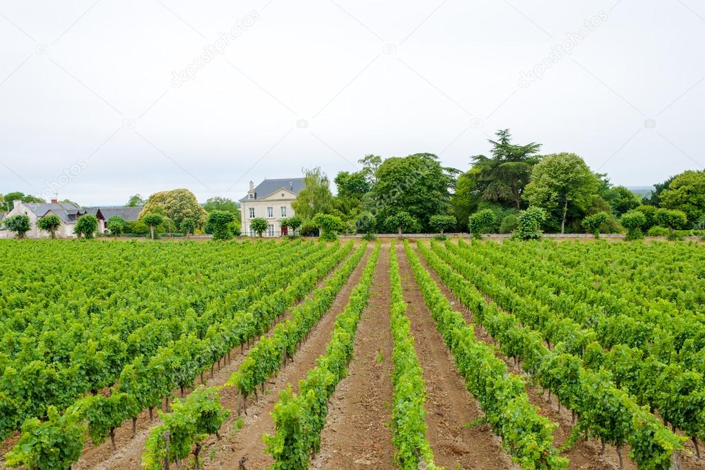 Vineyard with grapes in the Loire Valley France