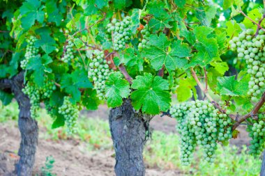 Bağ üzüm Loire Valley Fransa ile