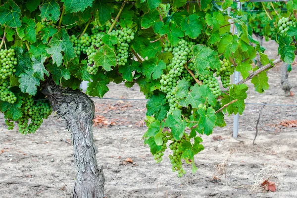 Vineyard with grapes in the Loire Valley France — Stock Photo, Image