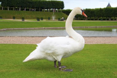 Beyaz kuğu çimlerin üzerinde