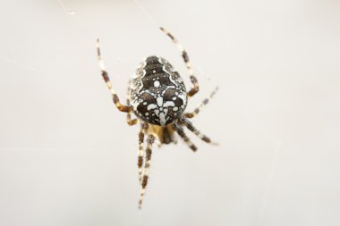 güzel çizim ile Cadılar Bayramı için yağ örümcek