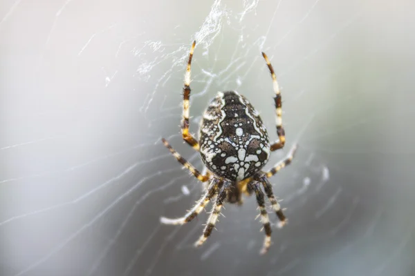 Aranha gorda de Halloween com belo desenho — Fotografia de Stock