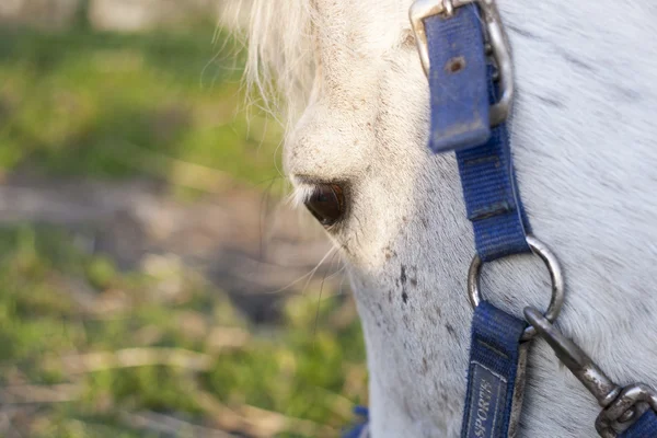 Détails des chevaux avec rétroéclairage dans la prairie — Photo