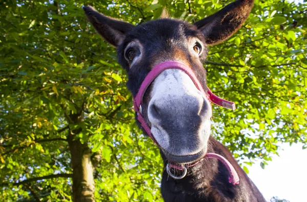 Funny donkey with backlighting in the meadow — Stock Photo, Image