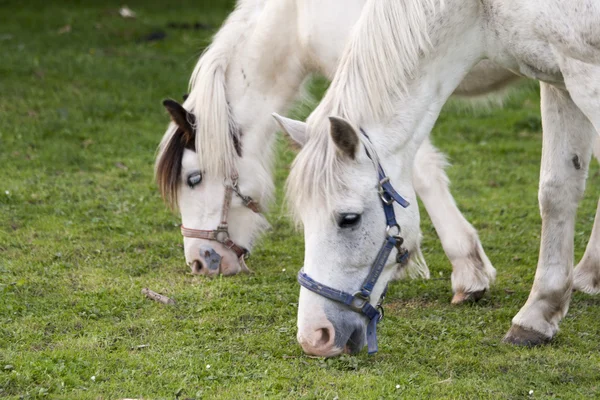 Détails des chevaux avec rétroéclairage dans la prairie — Photo