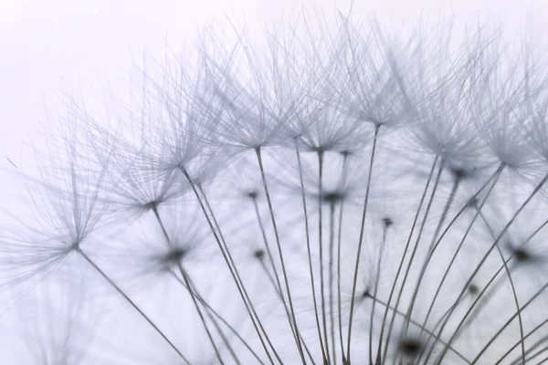 Makro přehnané nadýchané Pampeliška — Stock fotografie