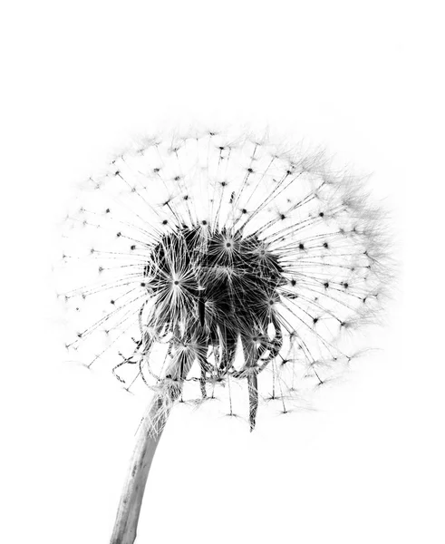 Macro of an overblown fluffy dandelion Royalty Free Stock Images