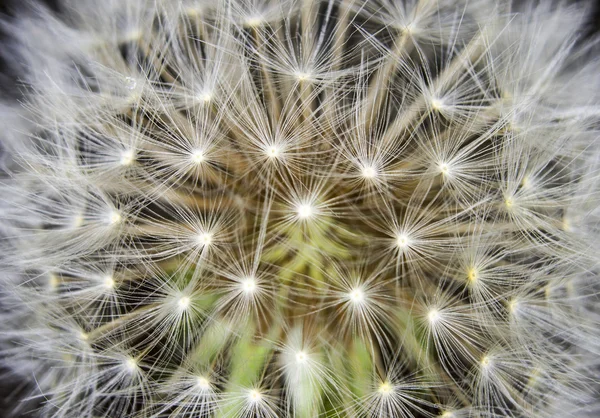 Makro přehnané nadýchané Pampeliška — Stock fotografie