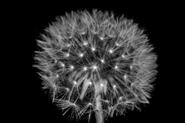 Bir karahindiba içinde kabartmak yakın çekim