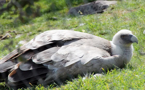 Vultures vultures vultures — Stock Photo, Image