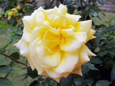 çiçek çiçek çiçekler