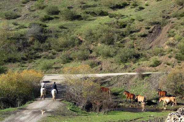 Atlar — Stok fotoğraf