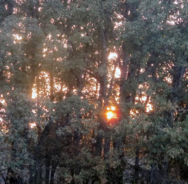 Закат сквозь деревья — стоковое фото