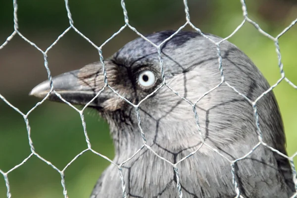 Crow Crow — Stock Photo, Image