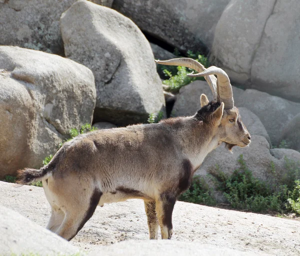 Mountain goat — Stockfoto