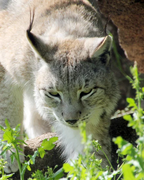 Lince ibérico —  Fotos de Stock